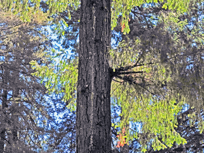 doug fir shelf graphic